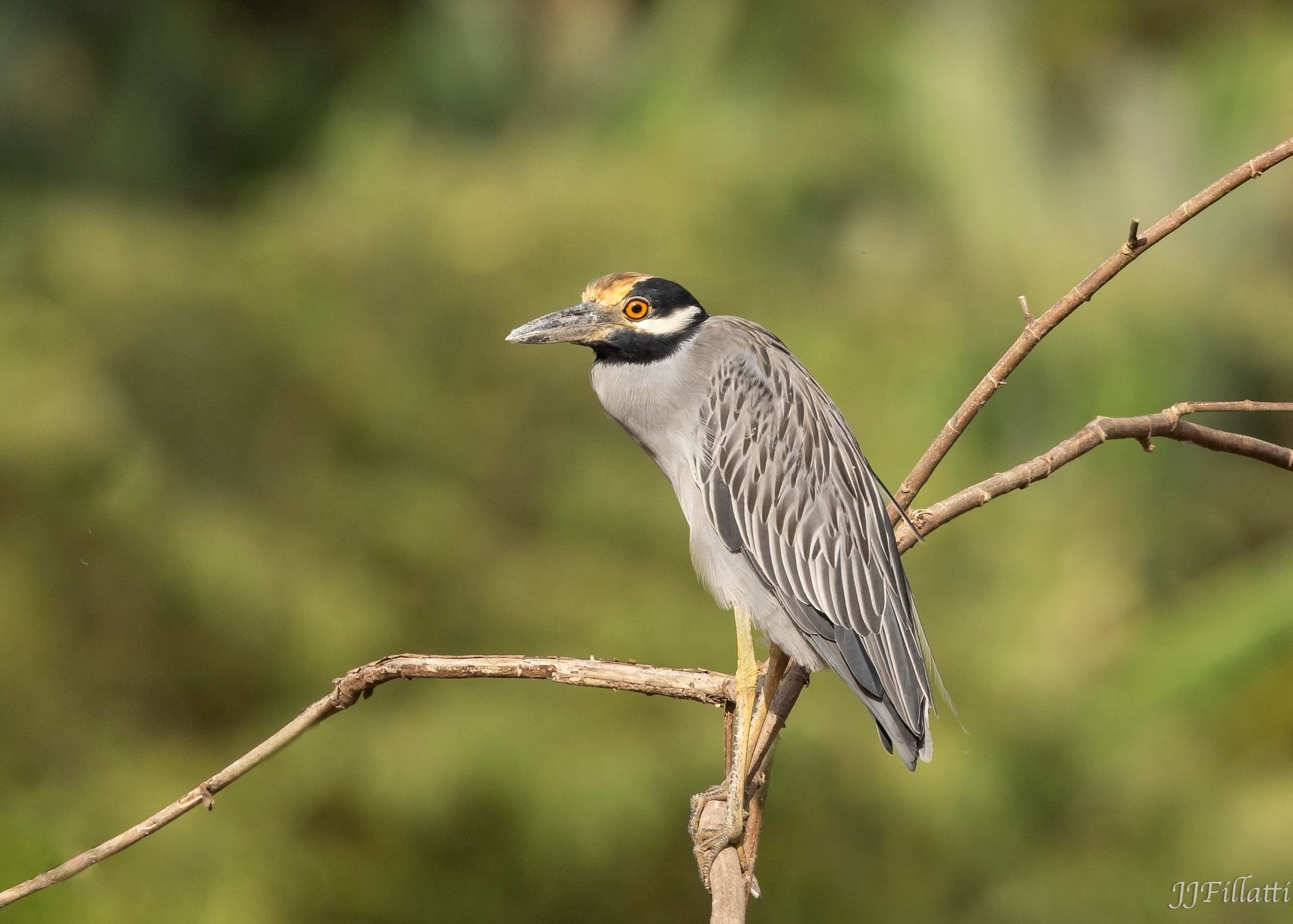 bird of Costa Rica image 43